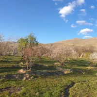 فروش-باغ