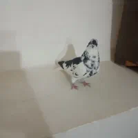 کبوتر ساعتی|پرنده|اهر, |دیوار