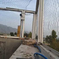 فروش  کبوتر  شهری خوشرنگ یه کت طاووسی