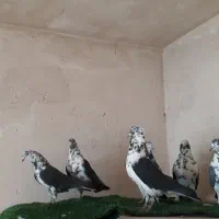 کفتر|پرنده|قم, انصارالحسین|دیوار