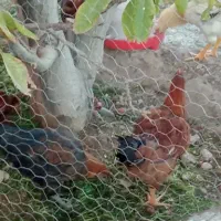 مرغ وخروس پنجاه وچهار قطعه|حیوانات مزرعه|هشتگرد, خور|دیوار