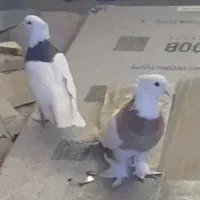 طوقی جفت مهر از پدرمادر سرور|پرنده|قم, باغ شازده|دیوار