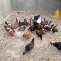 مرغ و خروس بومی|حیوانات مزرعه|اصفهان, براآن شمالی|دیوار
