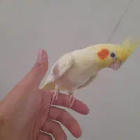 عروس هلندی گمشده