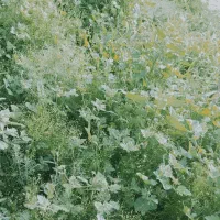 حرس کردن درخت ها