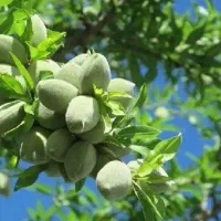 پیشفروش نهال بادام آذر باشرایط چک|خدمات باغبانی و درختکاری|صمصامی, |دیوار