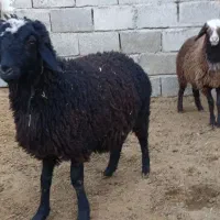 بره ماده سبک|حیوانات مزرعه|جوادآباد, |دیوار