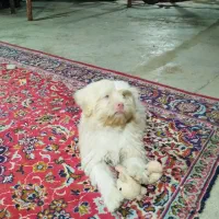 حیون