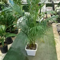 گل طبیعی|گل و گیاه طبیعی|قم, شاه ابراهیم|دیوار