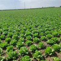 افزایش تناژ با کود ارگانیک