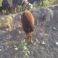 بره‌نر‌