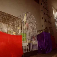 قفس کفتر ۶لانه داره میفروشم کفتر توقی دارم ۲جفت|پرنده|سرپل ذهاب, |دیوار