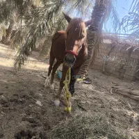 اسب ماده سر حال و شاد