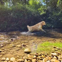 سگ گلدن رتریور ماده اصیل|سگ|رشت, جماران|دیوار