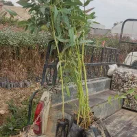 نهال آکالیپتوس چوب سفید