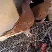 کبوتر|پرنده|فولادشهر, مسکن مهر فولادشهر|دیوار