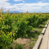 فروش باغ میوه