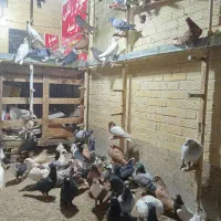 بارجدیدرسید|پرنده|اردکان, |دیوار