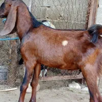 نر  پاکستانی هولی
