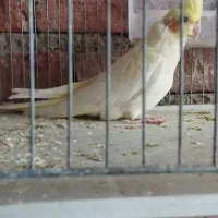 عروس هلندی|پرنده|ملکان, |دیوار