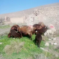 میش بره|حیوانات مزرعه|نیشابور, مازول|دیوار