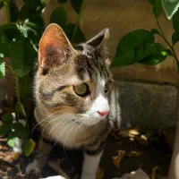گربه خانگی