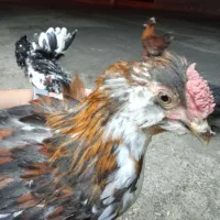 مرغ و خروس گلین ۶ ماهه و تعدادی جوجه ریز گلین
