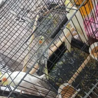 عروس هلندی|پرنده|هشتگرد, هشتگرد قدیم|دیوار