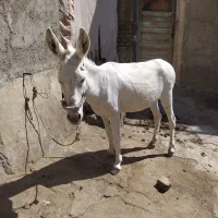 الاغ جوان ماده