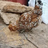 تخم مرغ گلین