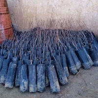 نهال پسته با اصالت و ضمانت زرندی