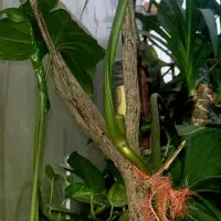 بیشتر از ۲۰ تا گل قیمت مناسب