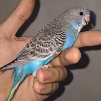 مرغ عشق دستی سخنگو البینو چشم شرابی|پرنده|کرج, منظریه|دیوار