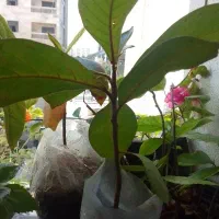 نهتل گارم زنگی  قرمز وزرد