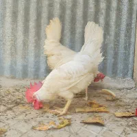 مرغ و خروس سفید