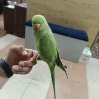 طوطی ملنگو