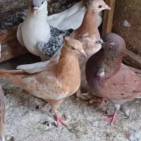 سرخ یک کت سفید.ساده افشین.