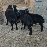 چهار راس بره قوچ قره قزل