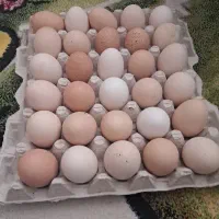 تخم مرغ محلی تازه دونه ۲۳تومن