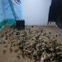 فروش جوجه اردک محلی اماده فضا باز|حیوانات مزرعه|شیرگاه, |دیوار