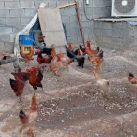 مرغ|حیوانات مزرعه|دوگنبدان, |دیوار