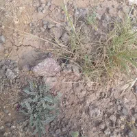 فروش زمین کشاورزی