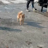 پامر روباهی