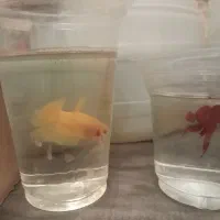 ماهی فایتر نر