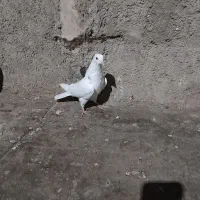 کفتر طوقی