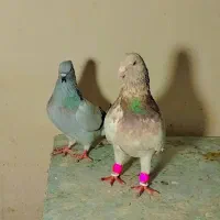 دو جفت بهبونی خوب