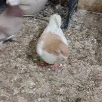 کفتر پرشی با کفتر مشهدی|پرنده|سمنان, |دیوار