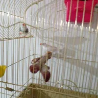 فنچ مولد|پرنده|هشتگرد, فاز ۱ مهستان|دیوار