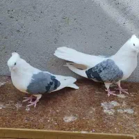 کبوتر بلژیکی