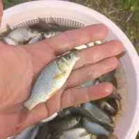 انواع بچه ماهی گرمابی